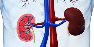 Ginjal Langsung Sehata Hanya dengan Melakukan Hal Ini
