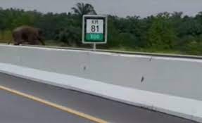 Kejutan di Jalan Tol Pekanbaru: Gajah Liar Melintas